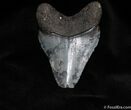 Inexpensive Inch Megalodon Tooth #137-1